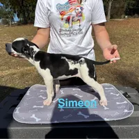 Simeon, a male American Bulldog for sale in Mascotte, FL – Photo 6 of 8