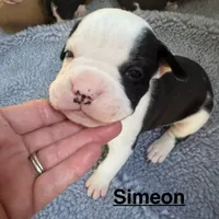 Simeon, a male American Bulldog for sale in Mascotte, FL – Photo 7 of 8