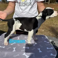 Simeon, a male American Bulldog for sale in Mascotte, FL – Photo 4 of 8