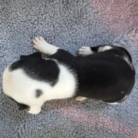 Simeon, a male American Bulldog for sale in Mascotte, FL – Photo 8 of 8