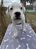 Falcon, a male American Bulldog for sale in Mascotte, FL – Photo 1 of 6