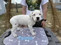 Falcon, a male American Bulldog for sale in Mascotte, FL – Photo 3 of 6