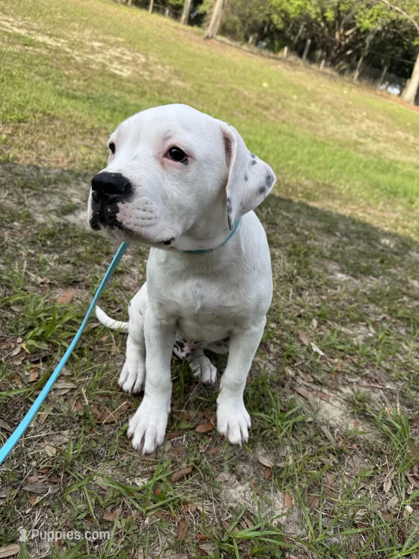 Falcon – American Bulldog puppy for sale in Mascotte, FL