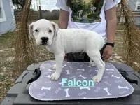 Falcon, a male American Bulldog for sale in Mascotte, FL – Photo 5 of 6