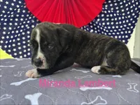 Female #4/ Miranda Lambert, a female American Bulldog for sale in Mascotte, FL – 6 of 6