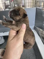 Redman, a male American Bulldog for sale in Mascotte, FL – 4 of 4