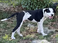 Simeon, a male American Bulldog for sale in Mascotte, FL – 3 of 5