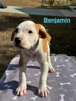 Benjamin , a male American Bulldog for sale in Mascotte, FL – Photo 3 of 10