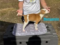 Benjamin , a male American Bulldog for sale in Mascotte, FL – Photo 6 of 10