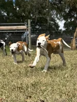 Benjamin , a male American Bulldog for sale in Mascotte, FL – Photo 4 of 10
