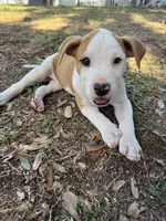 Benjamin , a male American Bulldog for sale in Mascotte, FL – Photo 10 of 10