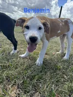 Benjamin , a male American Bulldog for sale in Mascotte, FL – Photo 1 of 10