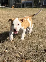 Benjamin , a male American Bulldog for sale in Mascotte, FL – Photo 8 of 10