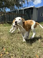 Benjamin , a male American Bulldog for sale in Mascotte, FL – Photo 2 of 10