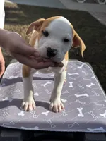 Benjamin , a male American Bulldog for sale in Mascotte, FL – Photo 9 of 10