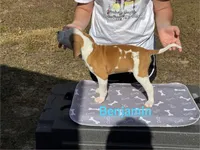 Benjamin , a male American Bulldog for sale in Mascotte, FL – Photo 7 of 10