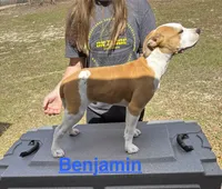 Benjamin , a male American Bulldog for sale in Mascotte, FL – Photo 5 of 10