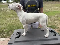 White Canary , a female American Bulldog for sale in Mascotte, FL – Photo 7 of 9