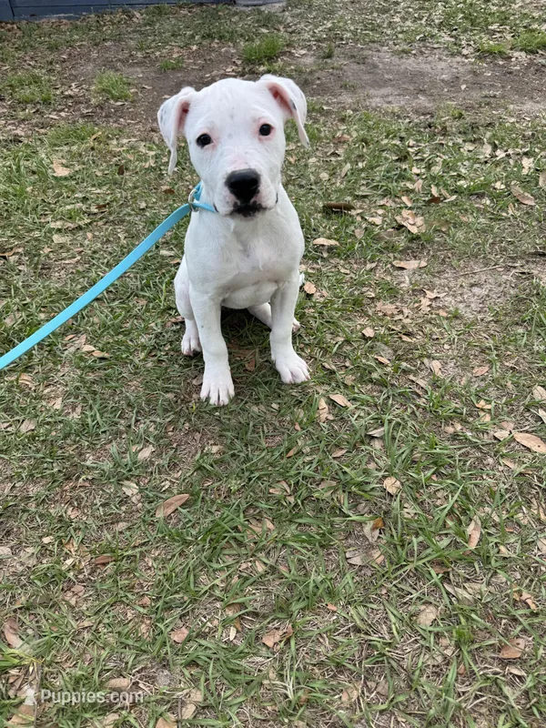 White Canary  – American Bulldog puppy for sale in Mascotte, FL