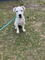 White Canary , a female American Bulldog for sale in Mascotte, FL – Photo 1 of 9