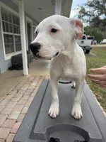 White Canary , a female American Bulldog for sale in Mascotte, FL – Photo 4 of 9