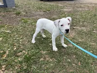 White Canary , a female American Bulldog for sale in Mascotte, FL – Photo 8 of 9