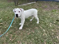 White Canary , a female American Bulldog for sale in Mascotte, FL – Photo 9 of 9