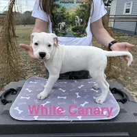White Canary , a female American Bulldog for sale in Mascotte, FL – Photo 5 of 9