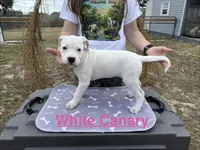White Canary , a female American Bulldog for sale in Mascotte, FL – Photo 3 of 3