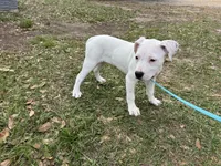 White Canary , a female American Bulldog for sale in Mascotte, FL – Photo 6 of 9