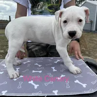 White Canary , a female American Bulldog for sale in Mascotte, FL – Photo 3 of 9