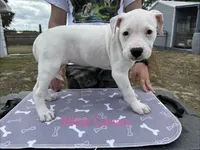 White Canary , a female American Bulldog for sale in Mascotte, FL – Photo 2 of 3