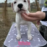 White Canary , a female American Bulldog for sale in Mascotte, FL – Photo 2 of 9