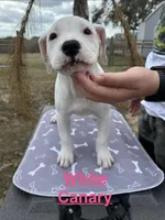 White Canary , a female American Bulldog for sale in Mascotte, FL – Photo 1 of 3