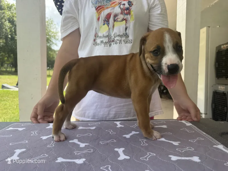 Patsy Cline / Female #3 – American Bulldog puppy for sale in Mascotte, FL