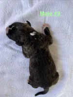 Male #3, a male American Bulldog for sale in Mascotte, FL – 2 of 2