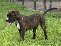 Male #3/ Hank Williams, a male American Bulldog for sale in Mascotte, FL – 3 of 9
