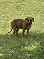 Willie Nelson, a male American Bulldog for sale in Mascotte, FL – 2 of 3