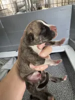 Lil Wayne , a male American Bulldog for sale in Mascotte, FL – 5 of 5