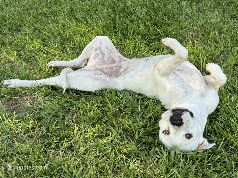Siren, a  American Bulldog for sale in Mascotte, FL – 1 of 1