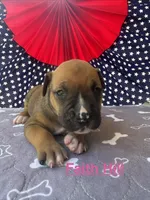 Female #1/ Faith Hill, a female American Bulldog for sale in Mascotte, FL – 1 of 5