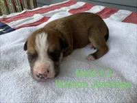 Waylon Jennings/ Male #3, a male American Bulldog for sale in Mascotte, FL – 2 of 3