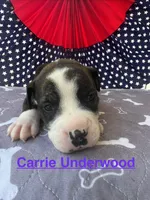 Female #5/ Carrie Underwood, a female American Bulldog for sale in Mascotte, FL – 1 of 6
