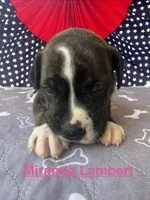Female #4/ Miranda Lambert, a female American Bulldog for sale in Mascotte, FL – 1 of 6
