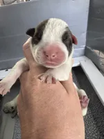 Iggy, a female American Bulldog for sale in Mascotte, FL – 3 of 4