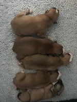 5 females, a female American Bulldog for sale in Mascotte, FL – 1 of 5