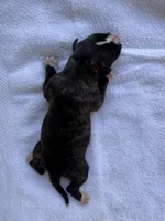 Female Honeymoon & Cowboy litter, a female American Bulldog for sale in Mascotte, FL – 2 of 2