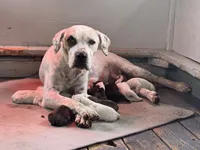 7 male 3 female, a male American Bulldog for sale in Mascotte, FL – Photo 1 of 2