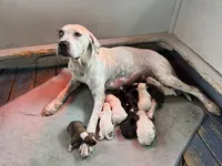 7 male 3 female, a male American Bulldog for sale in Mascotte, FL – Photo 2 of 2