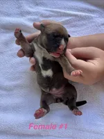 Female #1, a female American Bulldog for sale in Mascotte, FL – 1 of 2